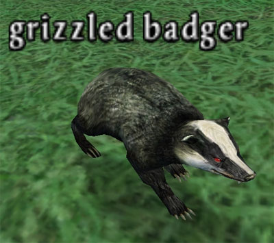 Picture of Grizzled Badger