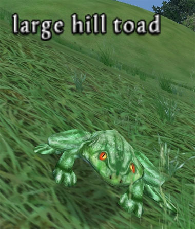 Picture of Large Hill Toad