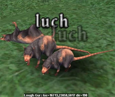 Picture of Luch