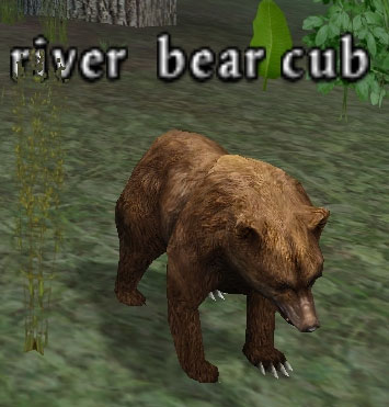 Picture of River Bear Cub