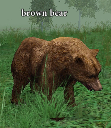 Picture of Brown Bear (Hib)