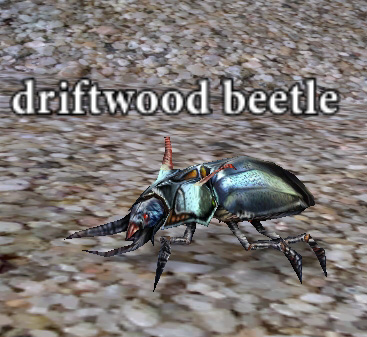 Picture of Driftwood Beetle