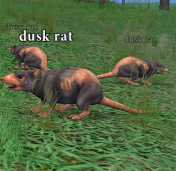 Picture of Dusk Rat (Hib)