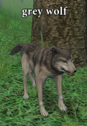 Picture of Grey Wolf (Hib)