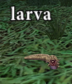 Picture of Larva