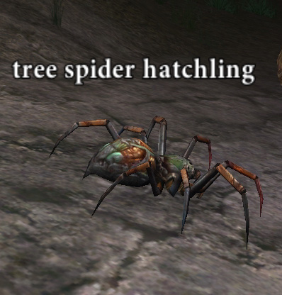 Picture of Tree Spider Hatchling