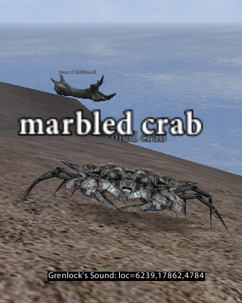 Picture of Marbled Crab