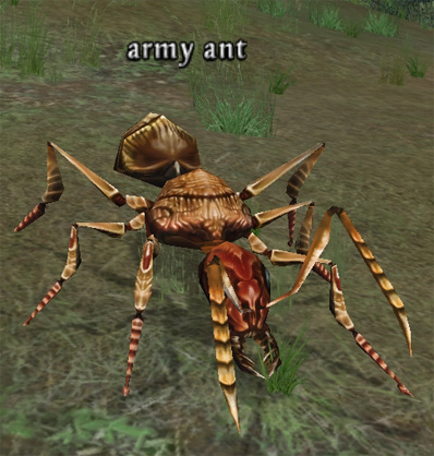 Picture of Army Ant