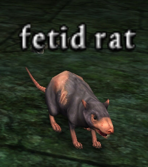 Picture of Fetid Rat