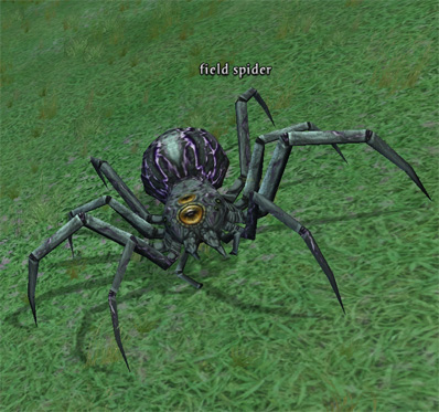 Picture of Field Spider