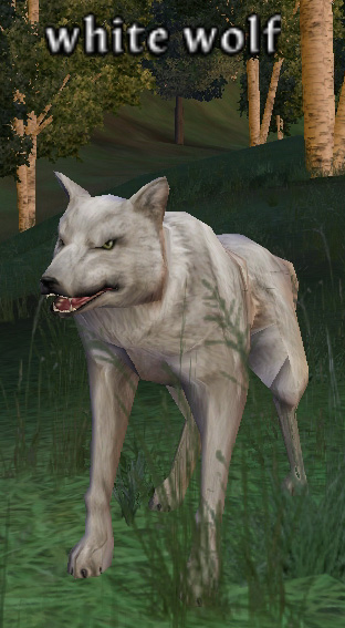 Picture of White Wolf