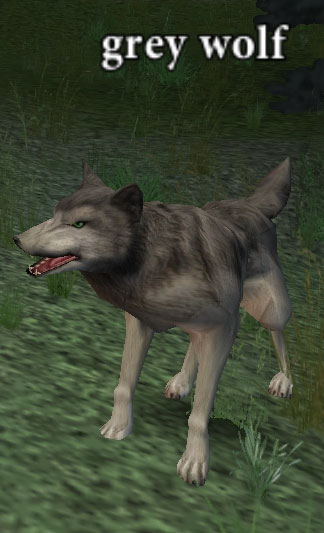 Picture of Grey Wolf (Alb)