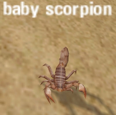 Picture of Baby Scorpion