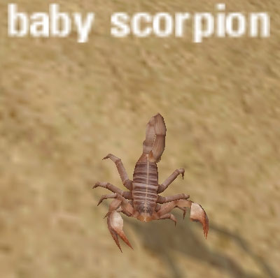 Baby Scorpion Pictures