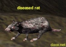 Picture of Diseased Rat