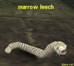 Picture of Marrow Leech