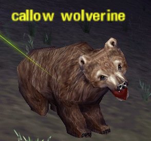 Picture of Callow Wolverine