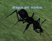 Picture of Dragon Ant Worker