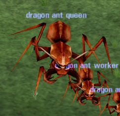 Picture of Dragon Ant Queen