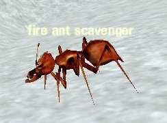 Picture of Fire Ant Scavenger