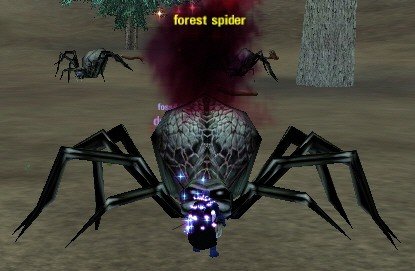 Picture of Forest Spider