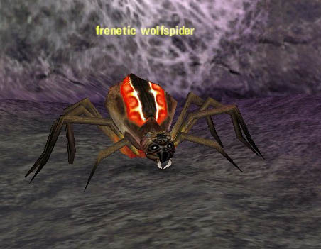 Picture of Frenetic Wolfspider