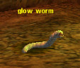 Picture of Glow Worm