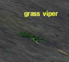 Picture of Grass Viper