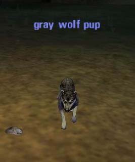 charcoal gray wolf