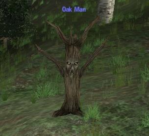 Picture of Oak Man (Hib)