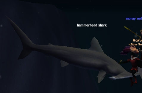 Picture of Hammerhead Shark