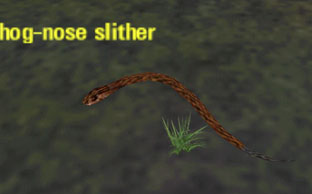 Picture of Hog-Nose Slither