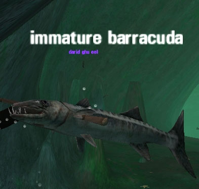 Picture of Immature Barracuda