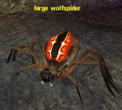 Picture of Large Wolfspider