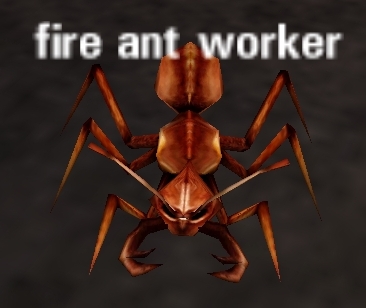 Picture of Fire Ant Worker