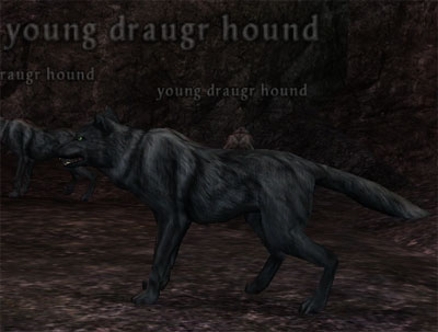 Picture of Young Draugr Hound