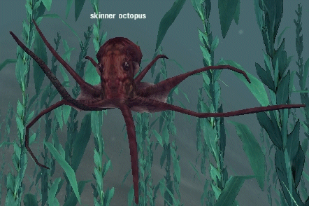 Picture of Skinner Octopus