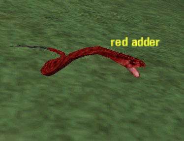 Picture of Red Adder