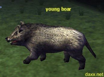 Picture of Young Boar