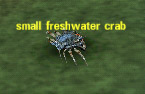 Picture of Small Freshwater Crab