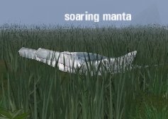 Picture of Soaring Manta