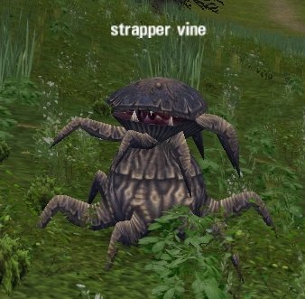 Picture of Strapper Vine