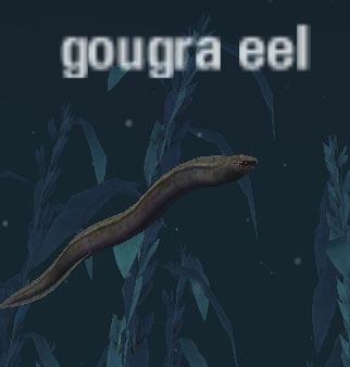 Picture of Gougra Eel
