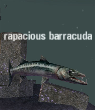 Picture of Rapacious Barracuda