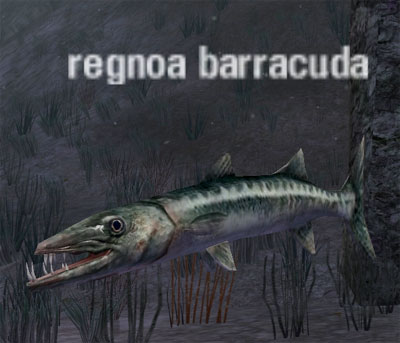 Picture of Regnoa Barracuda