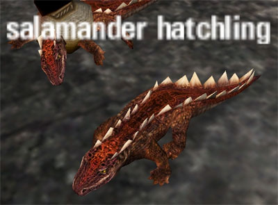Picture of Salamander Hatchling