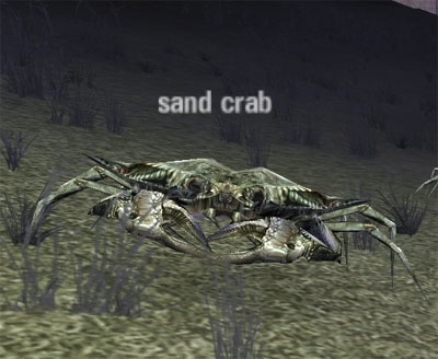 Picture of Sand Crab (ToA)