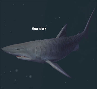 Picture of Tiger Shark