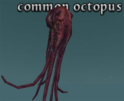 Picture of Common Octopus