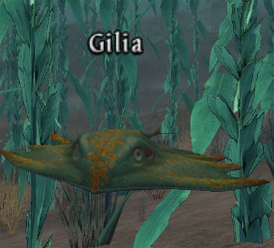 Picture of Gilia